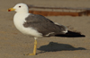 Larus armenicus